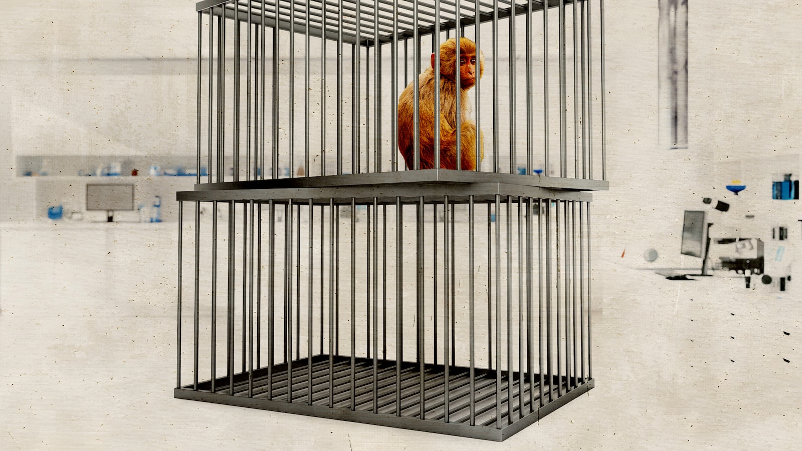 Harvard will euthanize lab animals after the Trump administration cuts funding.